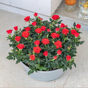 Ԕ Mtg o Zg[Yu~jo(bh)ReiK[fv JԒd a  v[g LO oYj LO j ސEj Vzj bZ[WJ[h 