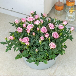 Ԕ Mtg o Zg[Yu~jo(sN)ReiK[fv JԒd a  v[g LO oYj LO j ސEj Vzj bZ[WJ[h 