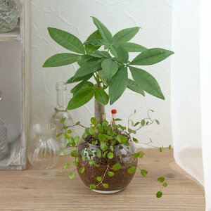 ꂩ񂽂ϗtAupL~[xLAv JԒd a  v[g CeAO[ p LO Vzj JXj LO ސEj t[Mtg a