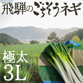 極太 飛騨のごちそうネギ 3kg 3L 約11〜14本 旬の野菜 希少品種 旬野菜 秋野菜 冬野菜 水村農園 岐阜県産 産地直送 産直 農家直送 白ネギ 白ねぎ 根深ネギ