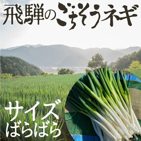 訳あり 野菜 ねぎ 大容量 極太 飛騨のごちそうネギ サイズばらばら 3kg 約18〜24本 旬の野菜 希少品種 旬野菜 秋野菜 冬野菜 水村農園 岐阜県産 産地直送 産直 農家直送 白ネギ 白ねぎ 根深ネギ お得