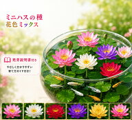 育て方説明書付き ミニハスの種 花色ミックス 削り加工済み 茶碗蓮 ミニ蓮 ハスの種 水鉢 睡蓮鉢 ビオト…