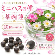 ミニハス 種 10粒＋予備1粒 茶碗蓮 蓮の種 ミニ蓮 ハスの種 睡蓮鉢 水鉢 ビオトープ ガーデニング 水生植…