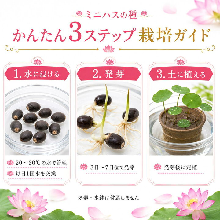 楽天市場】育て方説明書付き ミニハスの種 花色ミックス 削り加工済み 