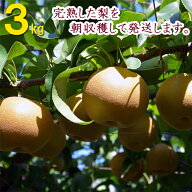 【販売開始】梨 幸水など 朝取り完熟梨 シャキシャキで甘い！【山之上ブランド】福果園 3kg(5玉〜10玉) …