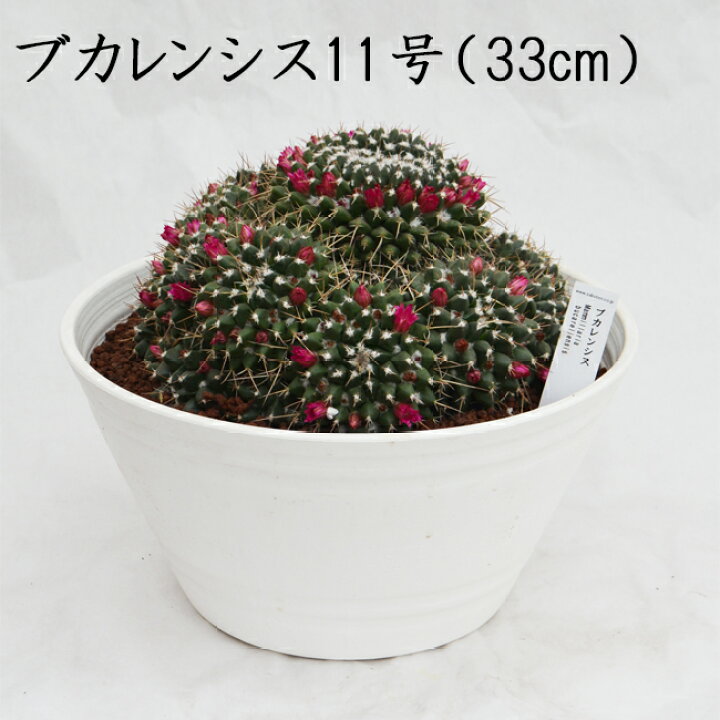 信頼と安心の岐孝園 ブカレンシス 11号 33cm 写真とお送りする商品は異なります 希少 レア 珍品 産直 サボテン 多肉植物 生産量日本最大級 マミラリア Mammillaria bucareliensis オシャレ インテリア プレゼント かわいい 花 飛騨・美濃すぐれもの