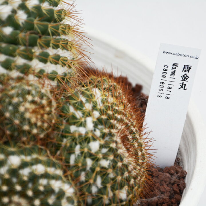 楽天市場 信頼と安心の岐孝園 唐金丸 11号 33cm 写真とお送りする商品は異なります 希少 レア 珍品 産直 サボテン 多肉植物 生産量日本最大級 マミラリア Mammillaria Canelensis オシャレ インテリア プレゼント かわいい 花 飛騨 美濃すぐれもの 楽天市場 信頼と安心の岐孝園 唐金丸 11号 33cm 写真とお送りする商品は異なります 希少 レア 珍品 産直 サボテン 多肉植物 生産量日本最大級 マミラリア Mammillaria Canelensis オシャレ インテリア プレゼント かわいい 花 飛騨 美濃すぐれもの