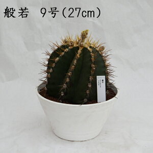 MƈS̊F ʎ 9 27cm ʐ^Ƃ肷鏤i͈قȂ܂  A i Y T{e A Yʓ{ő勉 Astrophytum ornatum AXgtBc IV CeA v[