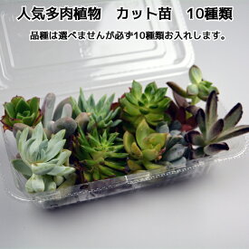 多肉 カット 苗 岐孝園 産直 多肉植物 カット苗 10種セット(2cm〜3cm)