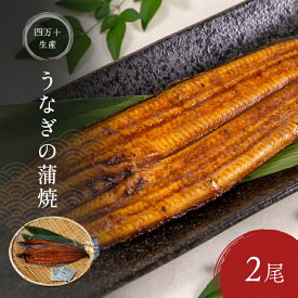 【送料無料】 四万十市産 うなぎ 蒲焼き 2尾 セット