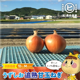 ギフトに最適な一等品玉ねぎ！　淡路島産【うずしお追熟甘玉ねぎ M 10kg】東中青果 うずしおファーム 追熟 玉ねぎ 新鮮 玉葱 甘い 限定品 絶品玉ねぎ ブランド玉ねぎ ひょうご安心ブランド認証玉ねぎ JGAP農場栽培玉ねぎ