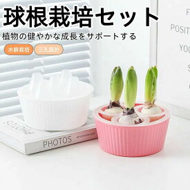 観葉植物鉢対 花球根用ア鉢 専用水耕栽培プランター孔 3穴ヒヤシンスプランター 水栽培セット 球根 ヒヤシンス 三孔設計 ポット