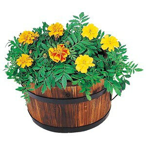 Gg[P10I12/4 20:00-12/11 1:59 R[iIWi LIFELEX Đ^v^[ M^񂹐A   K[fjO CtbNX R[i