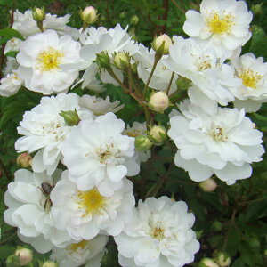 yJ_z oc 2N劔c GfBO  4 ەٍ炫