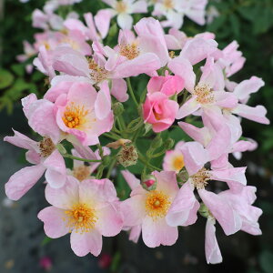 yJ_z oc 2N劔c sN}WbN  4 d炫 S҂փIXX