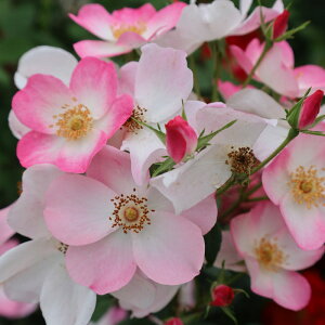 yJ_z oc 2N劔c bV  4 d炫 S҂փIXX