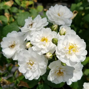 yJ_z oc 2N劔c [e[  4 e炫 S҂փIXX