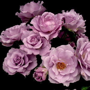 yJ_z oc 2N劔c AEEV  4 ٍ炫