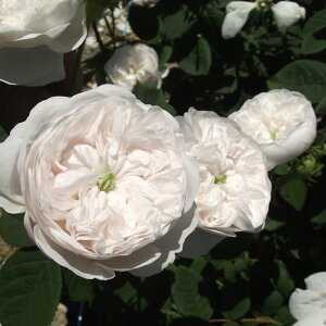 yJ_z oc 2N劔c }_AfB I[h[Y 4 NH[^[[bg炫 S҂փIXX