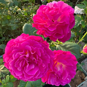 yJ_z oc 2N劔c [kfBIbg I[h[Y 4 NH[^[[bg炫