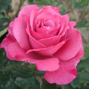 yJ_z oc 2N劔c _[  4 ٍc炫