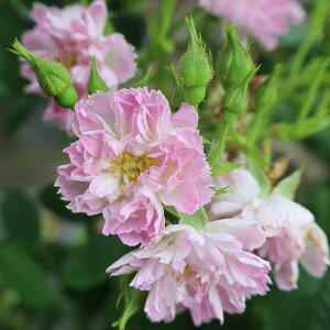 12/1N[|I yJ_z oc 2N劔c WEhEu[W  4 J[l[V炫