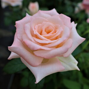 yJ_z oc 2N劔c Vg̔΂  4 ٍc炫