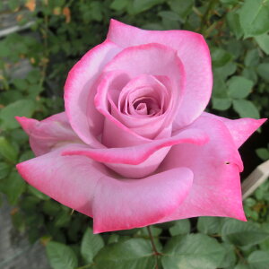 yJ_z oc 2N劔c p_CX  4 ٍc炫