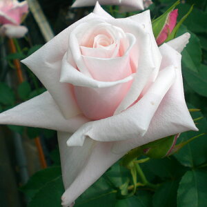 yJ_z oc 2N劔c wPjM  4 ٍc炫 S҂փIXX