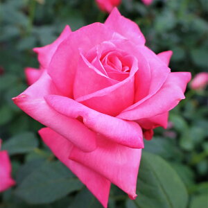 yJ_z oc 2N劔c Xet@j[hDiR  4 ٍc炫