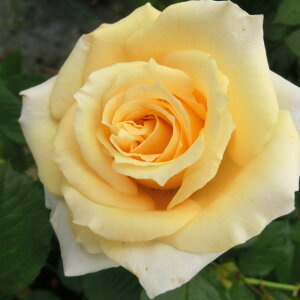 yJ_z oc 2N劔c Jv`[m  4 ٍ炫 S҂փIXX