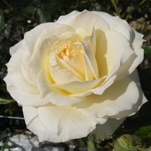 yJ_z oc 2N劔c eBEHh  4 ٍc炫 S҂փIXX