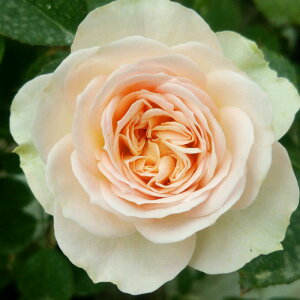 yJ_z oc 2N劔c pXe  4 [bg炫