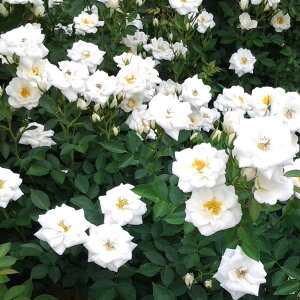 yJ_z oc 2N劔c Pg Ci 4 ەٍ炫 S҂փIXX