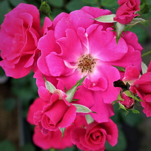 yJ_z oc 2N劔c t@CGbg  4 ۀd炫