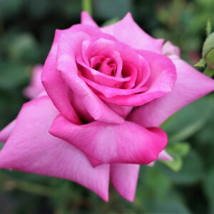 yJ_z oc 2N劔c p[vVC  4 ٍc炫