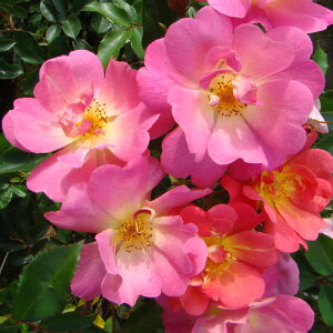 yJ_z oc 2N劔c {[K[h  4 ەٕ炫