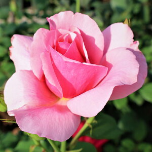 yJ_z oc 2N劔c rEBb`h  4 ٍc炫 S҂փIXX