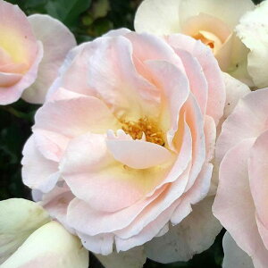 yJ_z oc 2N劔c vXANT_[  4 Jbv炫 S҂փIXX