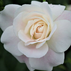 yJ_z oc 2N劔c ubVACXo[O  4 炫 S҂փIXX