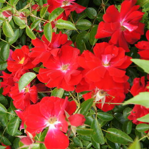 yJ_z oc 2N劔c }Ci[tFA Ci 4 ۀd炫