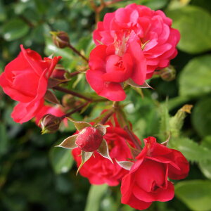 yJ_z oc 2N劔c Qgi[tCf  4 ەٍ炫 S҂փIXX