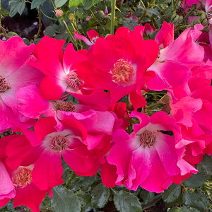 ���G���g���[P10�I12/4 20:00-12/11 1:59�� �y���J�_���z �o���c 2�N�劔�c �h���g�����g �� 4���� ��d�炫 ���S�҂փI�X�X��