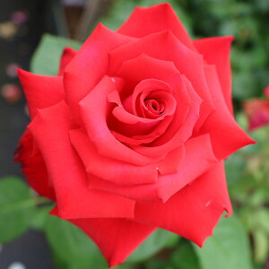 Gg[P10I12/4 20:00-12/11 1:59 yJ_z oc 2N劔c OfA[  4 ٍc炫 S҂փIXX