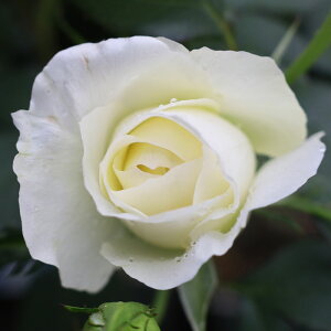 yJ_z oc 2N劔c Vl[oc@[  4 ٍc炫 S҂փIXX