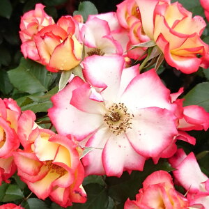 yJ_z oc 2N劔c xeBu[v  4 ەٕ炫