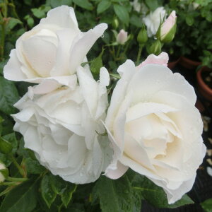 yJ_z oc 2N劔c ACXo[O  4 炫 S҂փIXX