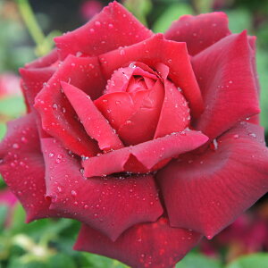 yJ_z oc 2N劔c ppCA  4 ٍc炫 S҂փIXX