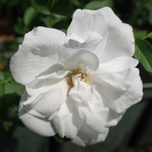 yJ_z oc 2N劔c uEhDuEhDE N[x I[h[Y 4 d炫 S҂փIXX