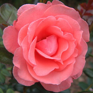 yJ_z oc 2N劔c B[jA  4 ٍ炫